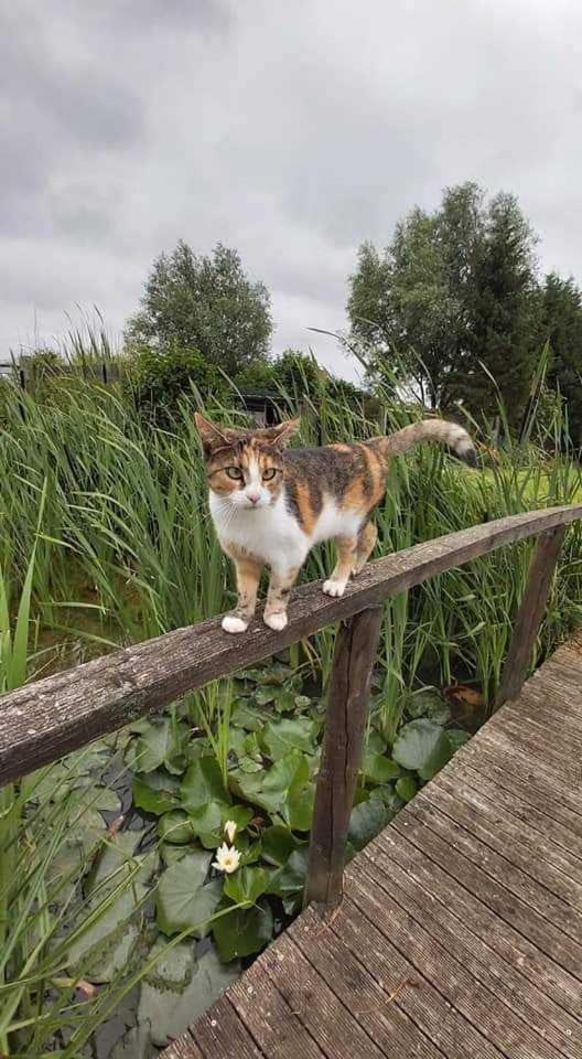 Gite Canard Fromelles Exteriör bild